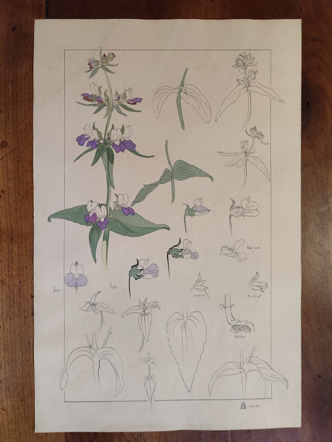 dessins originaux botanique