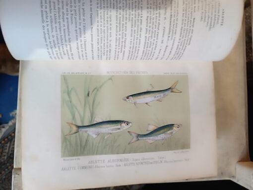 Pêche Livre Ancien Dictionnaire Général des Pêches par H. de la Blanchère Edition Delagrave 1868 – Image 3