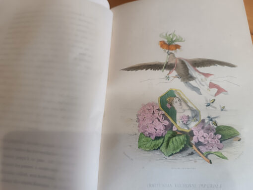 Les Fleurs Animées Edition en deux volumes de Jean Jacques Grandville  Editeurs Garnier Frères Paris 1867 – Image 9
