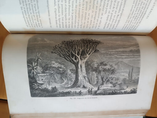 Histoire des Plantes Livre Ancien par Louis Figuier Edition Librairie L.Hachette 1865 – Image 7